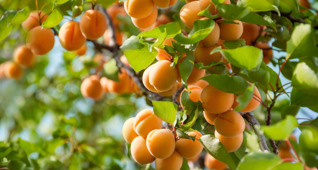 Apricots