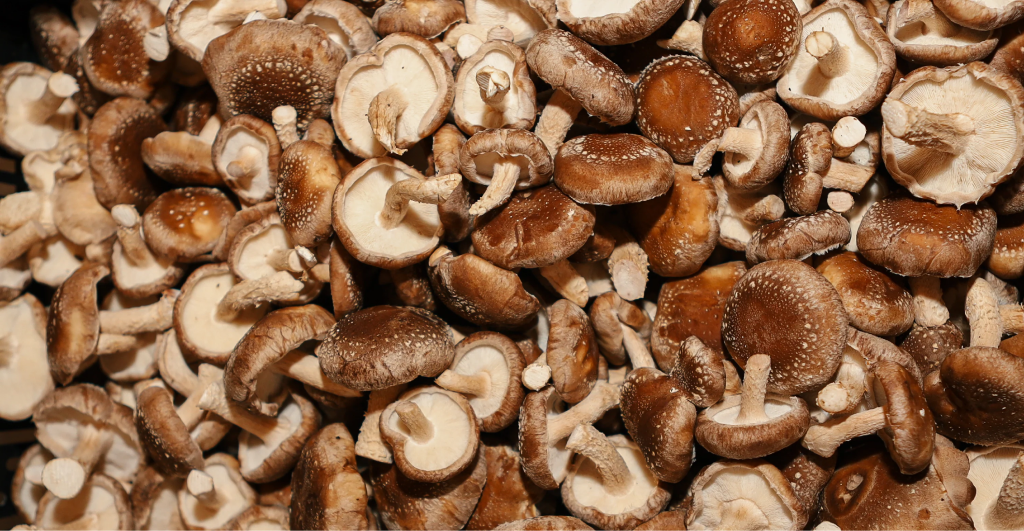 Shiitake-Mushroom