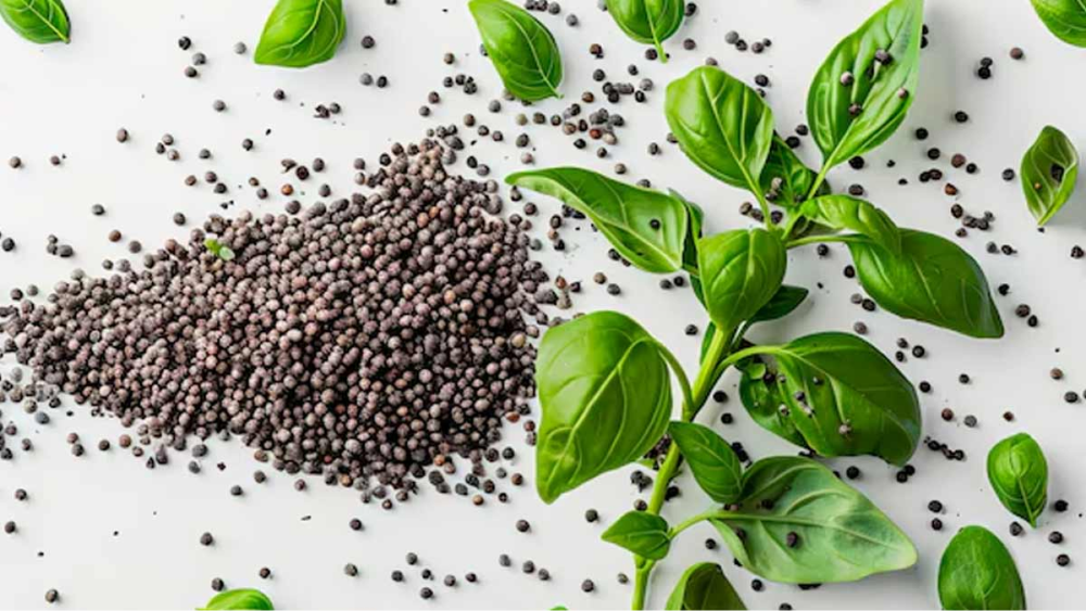 Basil Seeds