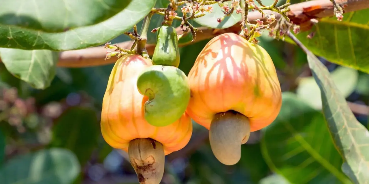 raw cashew