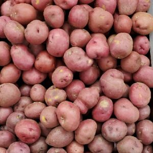 POTATO RED