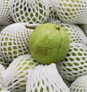 GUAVA BIG