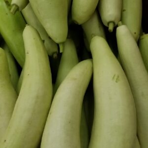 LONG SQUASH DESI