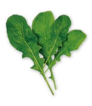 WILD ARUGULA
