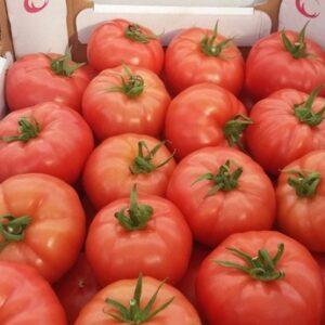 HOLLAND TOMATO
