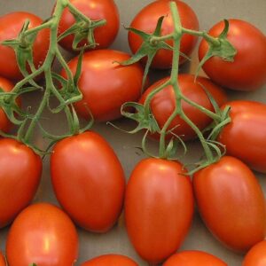 PLUM TOMATOS