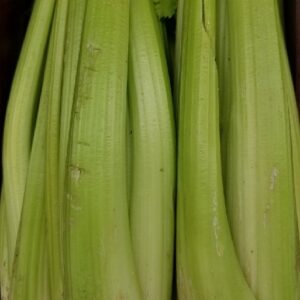 CELERY