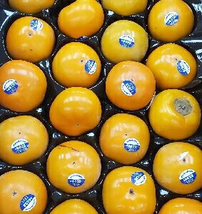 PERSIMMON