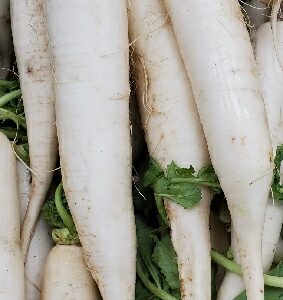 MOOLI WHITE